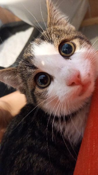 Feuerwehr Villach rettet Katze aus Motorraum- Suche nach Besitzer (Bild 2)